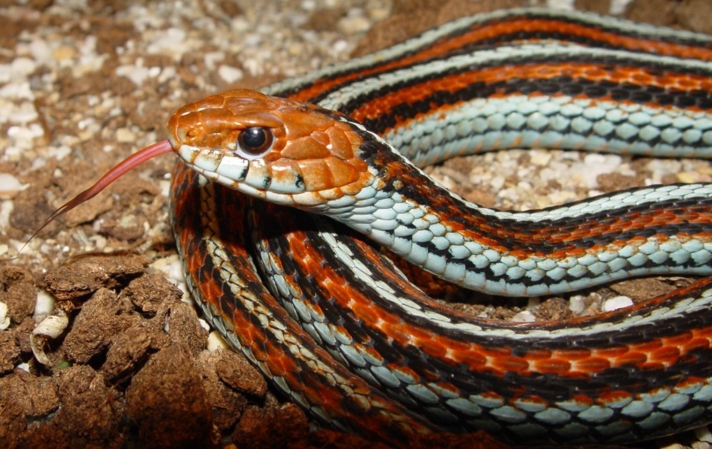 San Francisco Garter Snake Is Coming To San Francisco Zoo San Francisco Garter Snake Is Coming To San Francisco Zoo